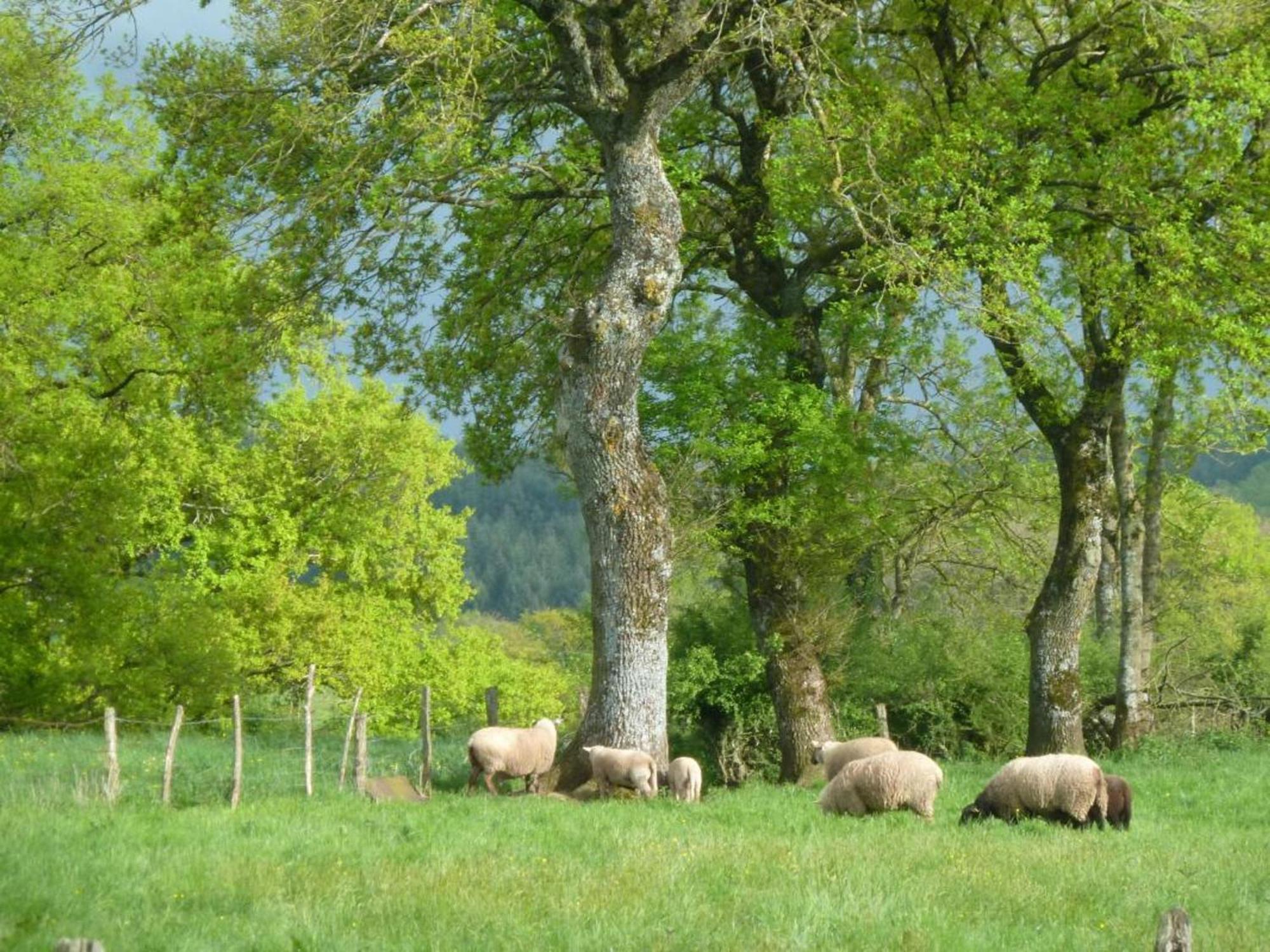 Maison De Campagne Ideale Pour Familles, Cavaliers, Animaux Acceptes, Avec Jardin Clos Et Tout Equipe. - Fr-1-489-172 Vila Barrais-Bussolles Exterior foto